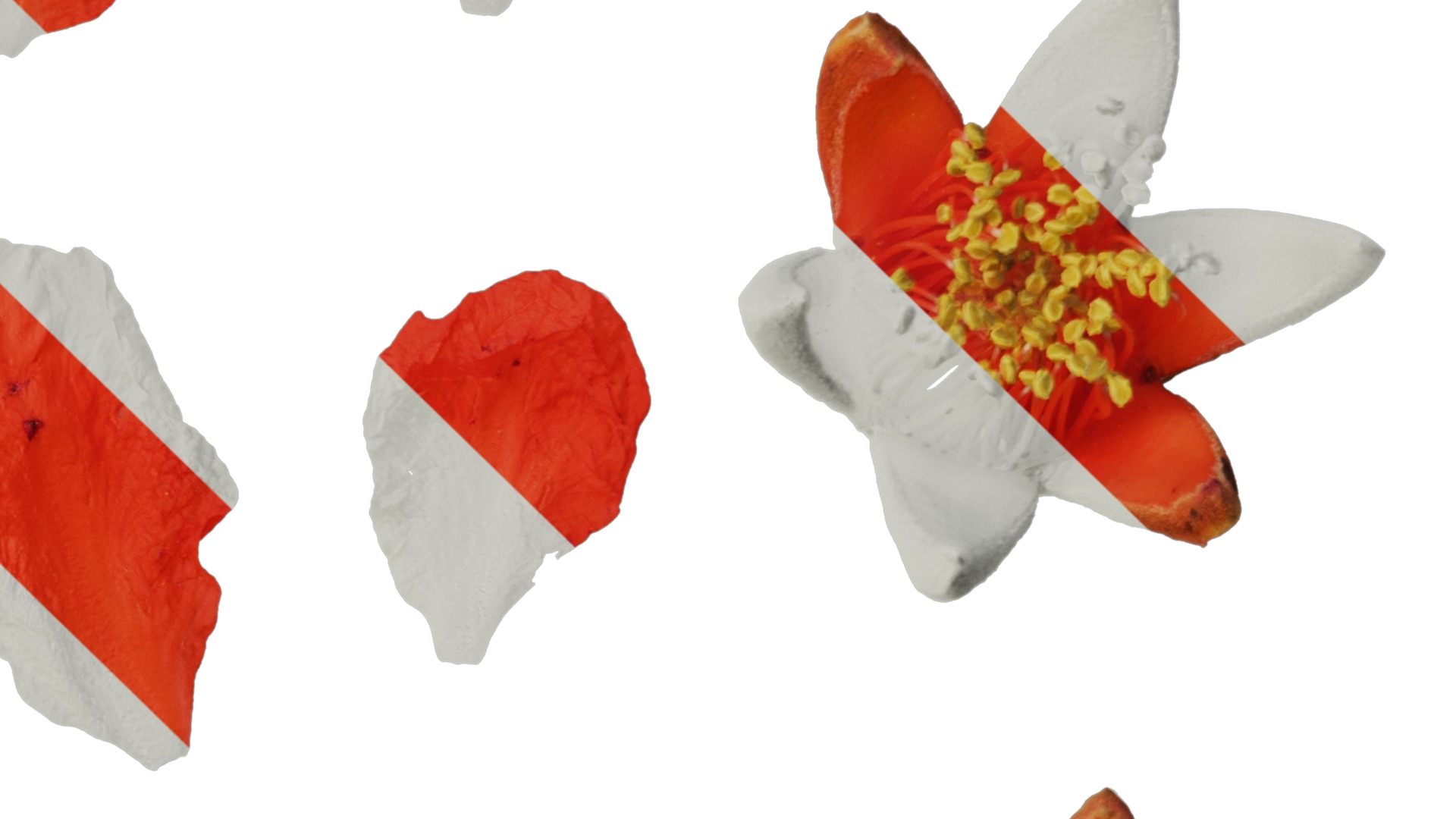 Anydrafts Punica granatum Flower 05 Texture_4