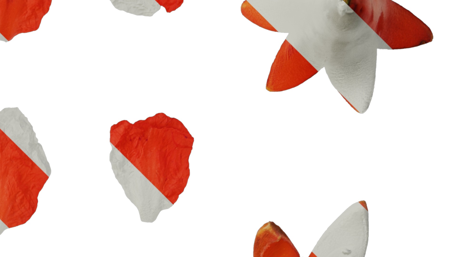 Anydrafts Punica granatum Flower 05 Texture_2