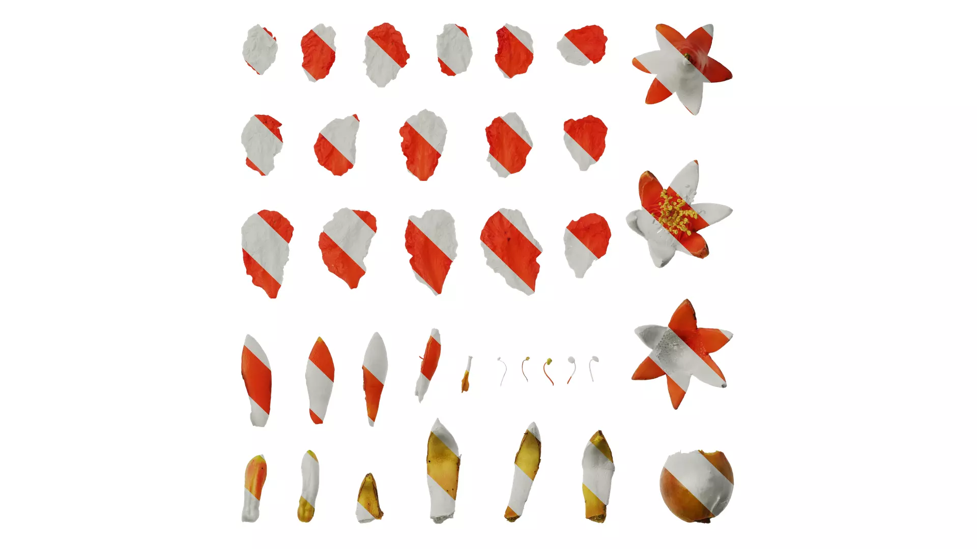 Anydrafts Punica granatum Flower 05 Texture_0