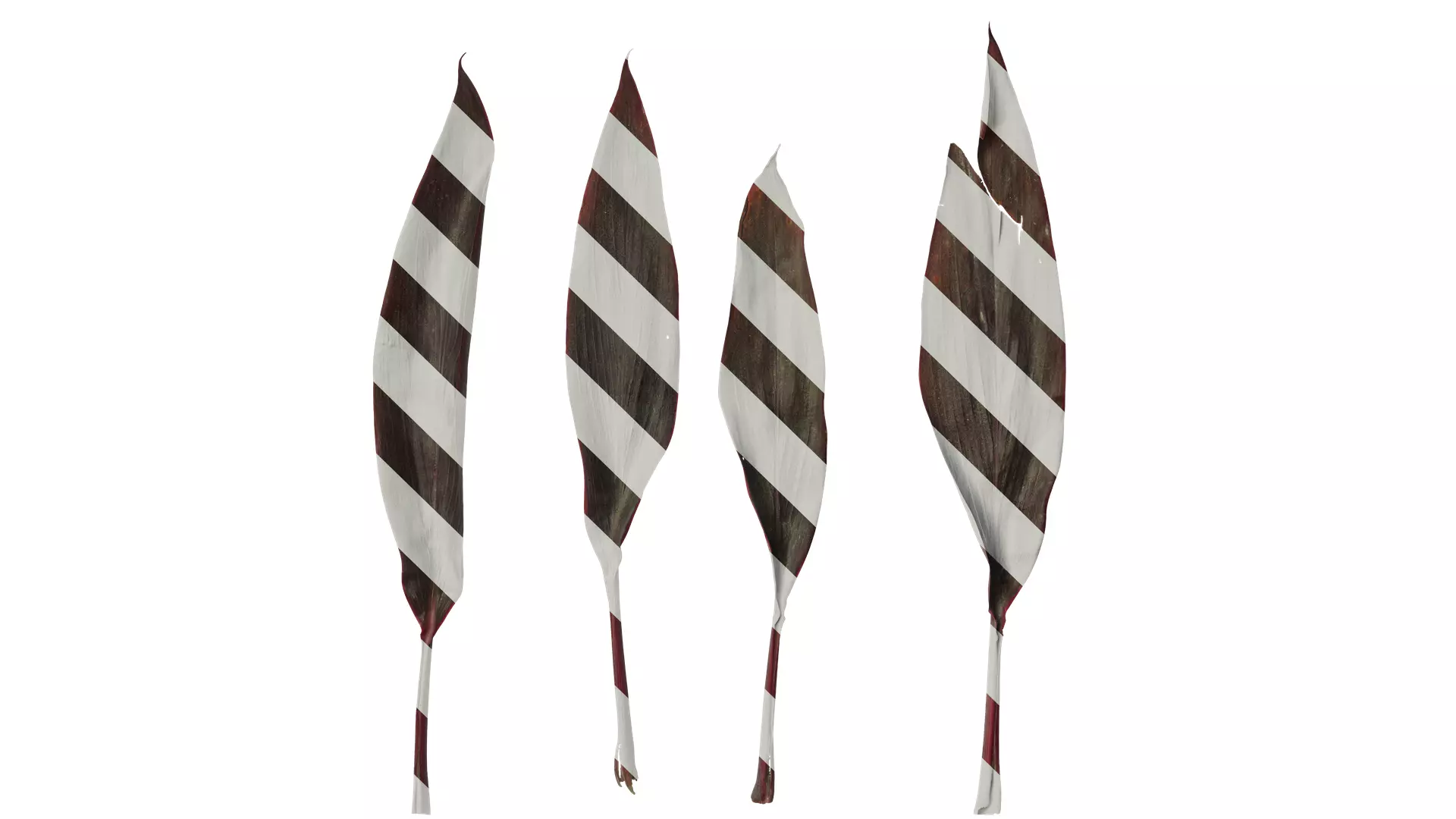 Anydrafts Cordyline fruticosa Leaf 02 Texture