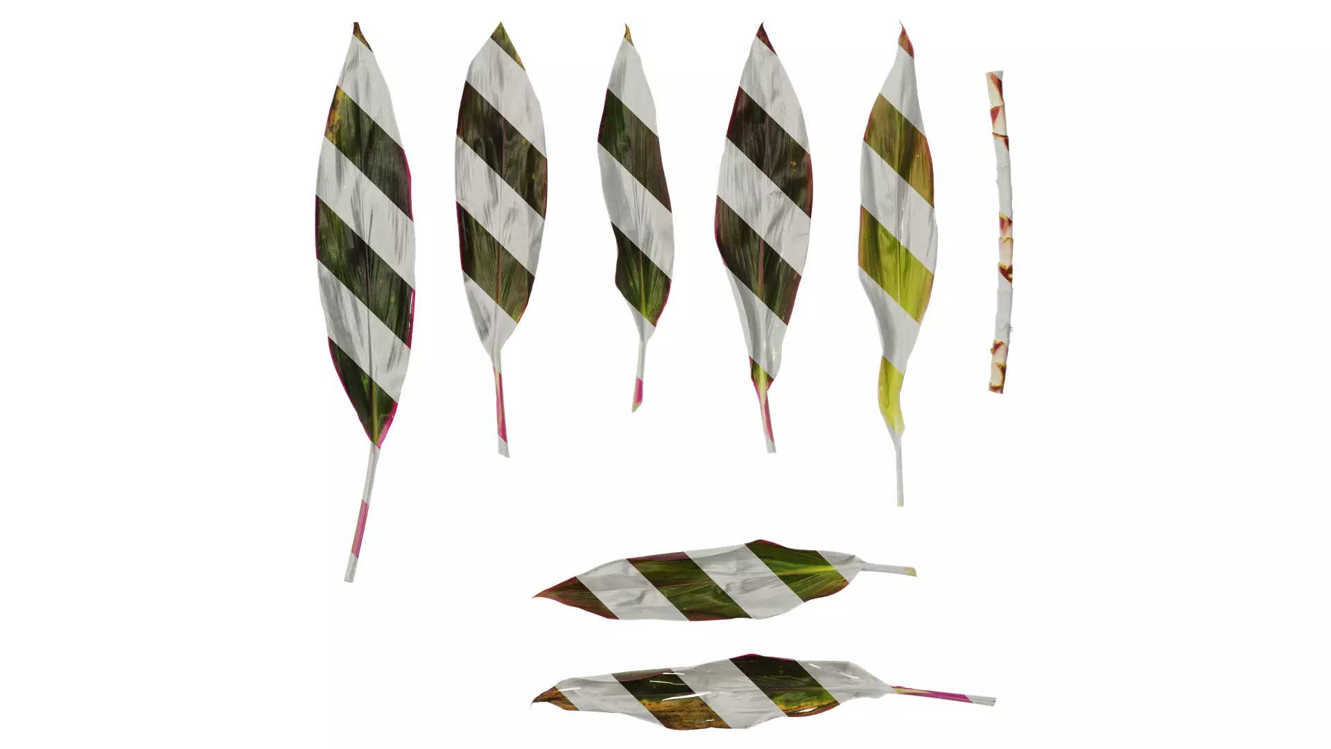 Anydrafts Cordyline fruticosa Leaf 05 Texture