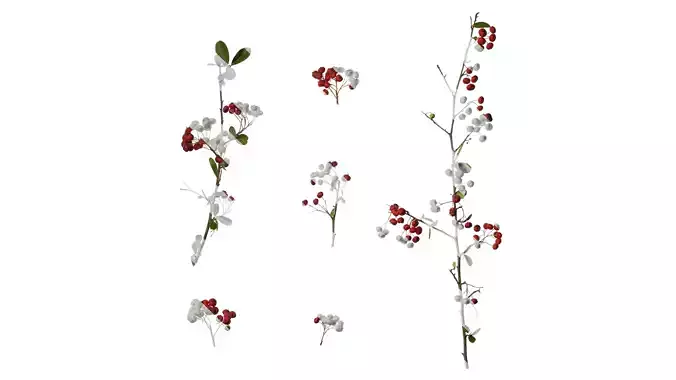 Anydrafts Pyracantha crenatoserrata Atlas 04