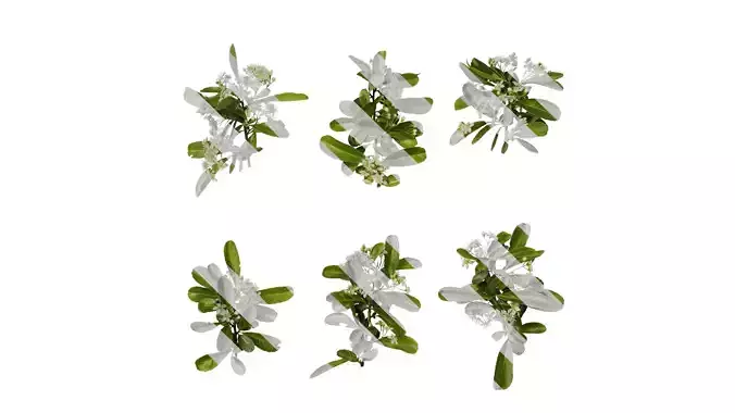 Anydrafts Pyracantha crenatoserrata Atlas 07