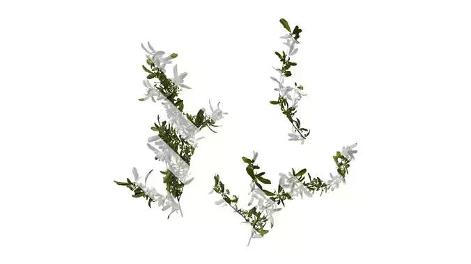 Anydrafts Pyracantha crenatoserrata Atlas 10