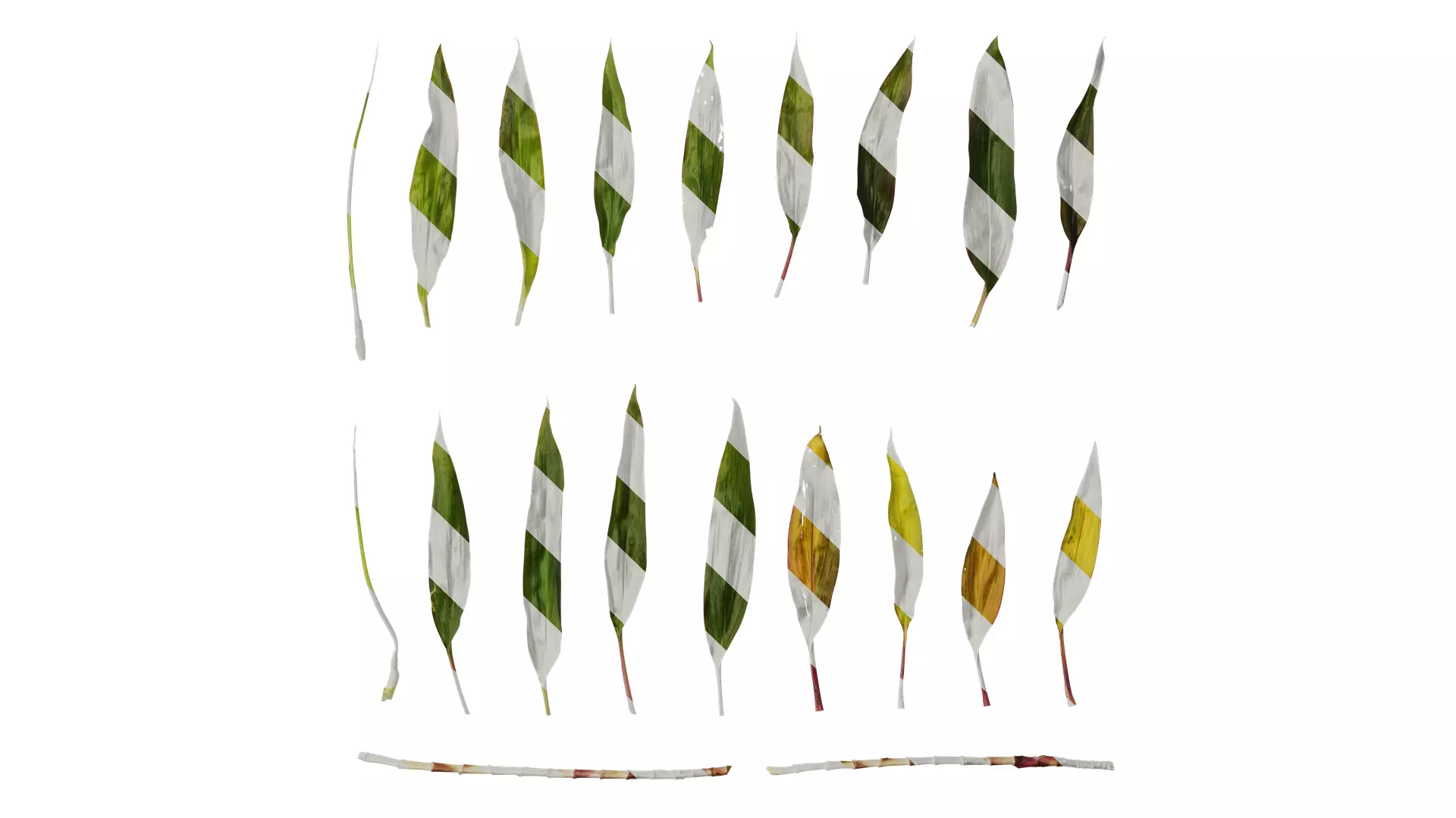 Anydrafts Cordyline fruticosa Leaf 06 Texture