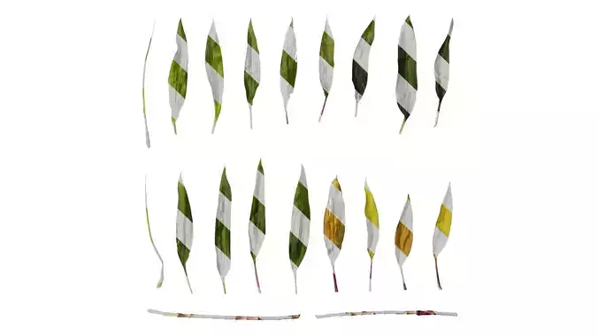 Anydrafts Cordyline fruticosa Leaf 06