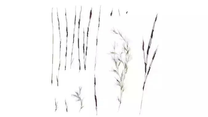 Anydrafts Cortaderia selloana Inflorescence 01