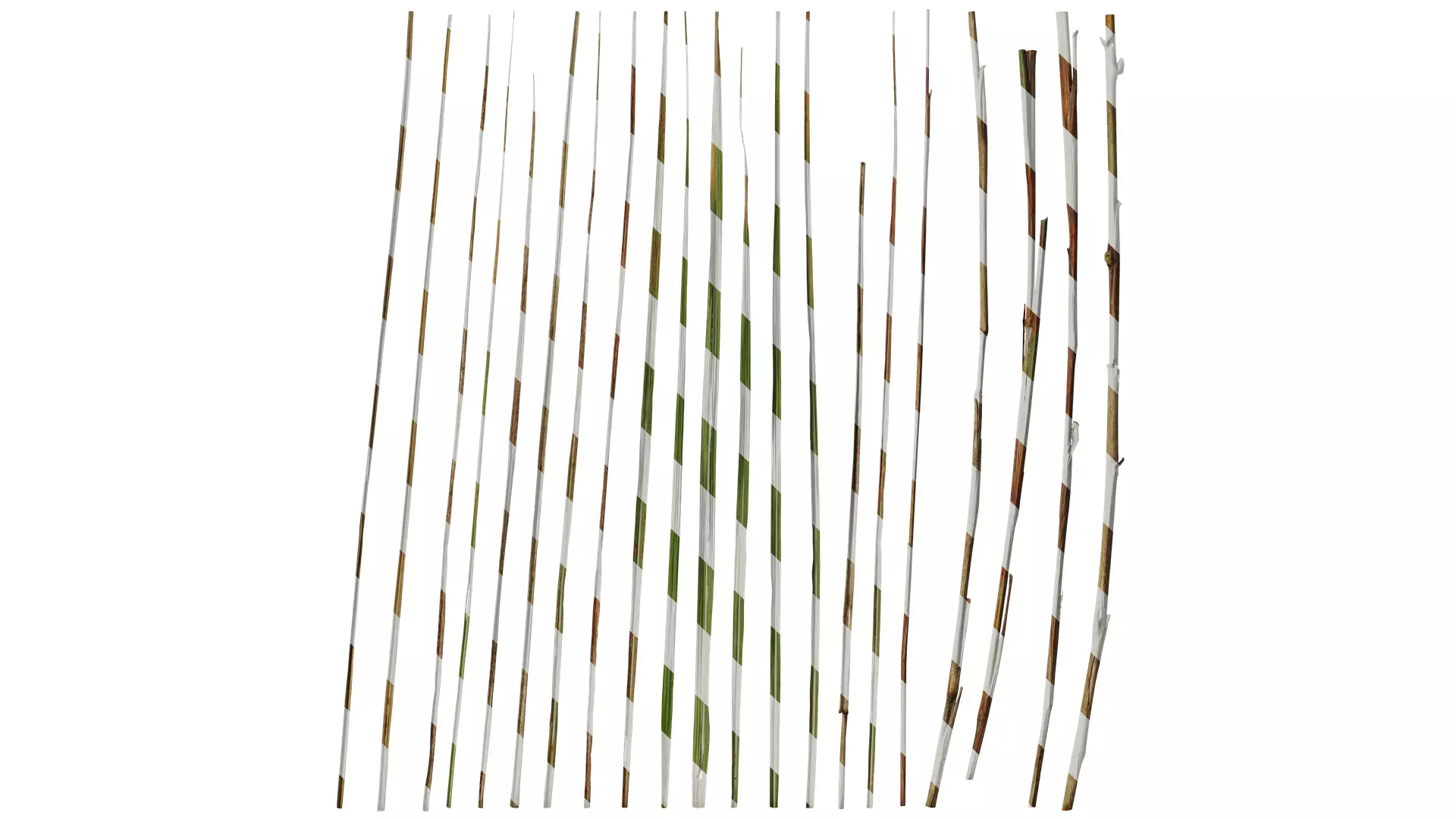 Anydrafts Cortaderia selloana Leaf 01 Texture