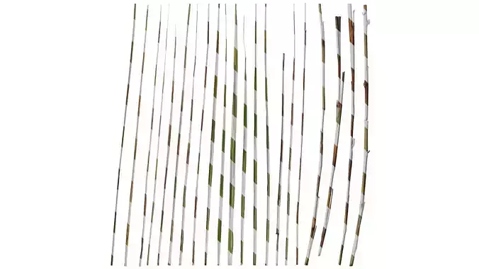 Anydrafts Cortaderia selloana Leaf 01