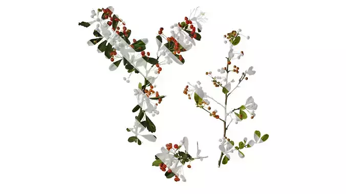 Anydrafts Pyracantha crenatoserrata Atlas 15