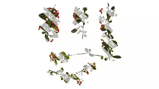 Anydrafts Pyracantha crenatoserrata Atlas 16