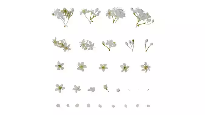 Anydrafts Pyracantha crenatoserrata Flower 01