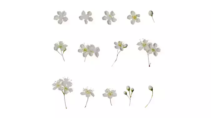 Anydrafts Pyracantha crenatoserrata Flower 02