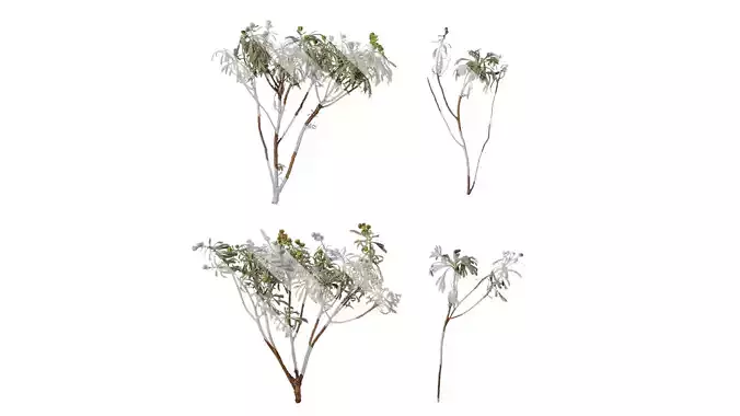 Anydrafts Crossostephium chinense Atlas 07