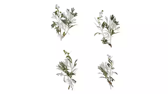 Anydrafts Crossostephium chinense Atlas 08