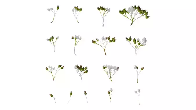 Anydrafts Pyracantha crenatoserrata Fruit 01