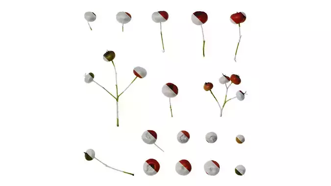 Anydrafts Pyracantha crenatoserrata Fruit 02