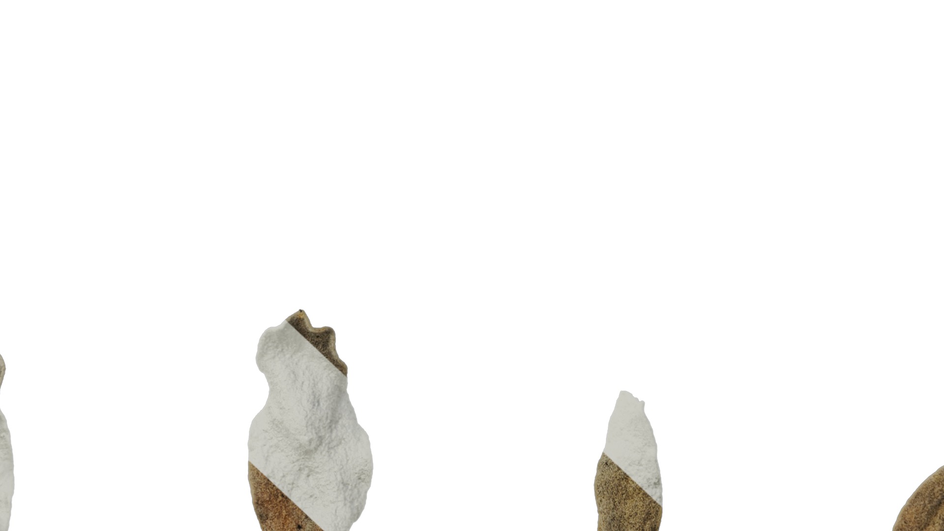 Anydrafts Crossostephium chinense Leaf 02 Texture_7