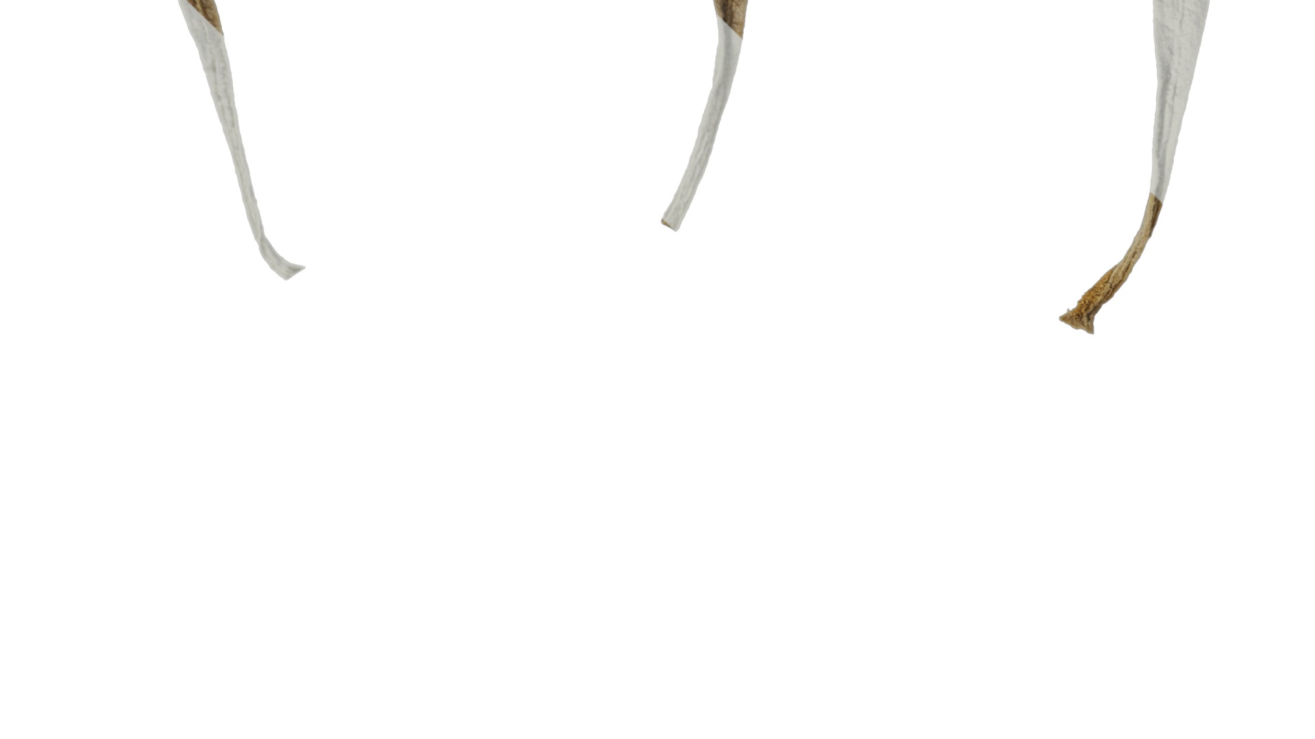 Anydrafts Crossostephium chinense Leaf 02 Texture_3