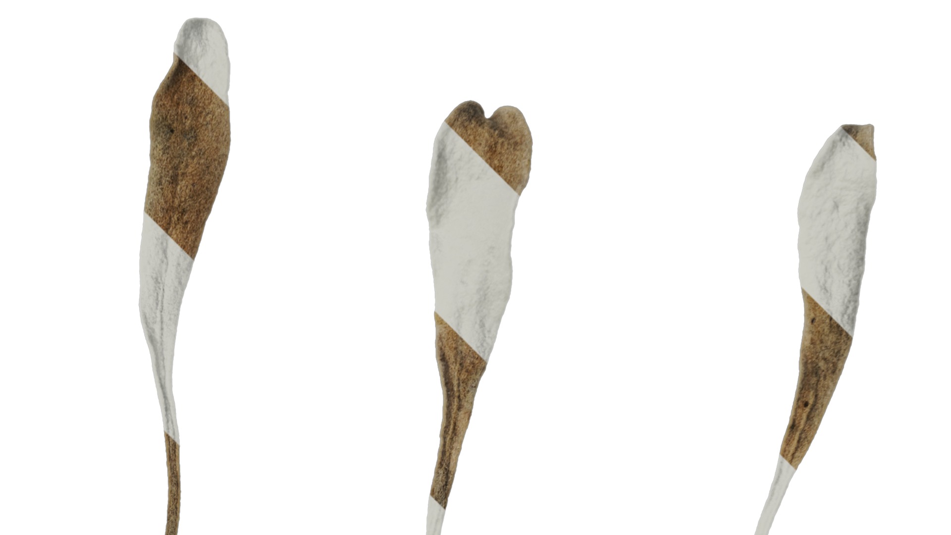 Anydrafts Crossostephium chinense Leaf 02 Texture_2