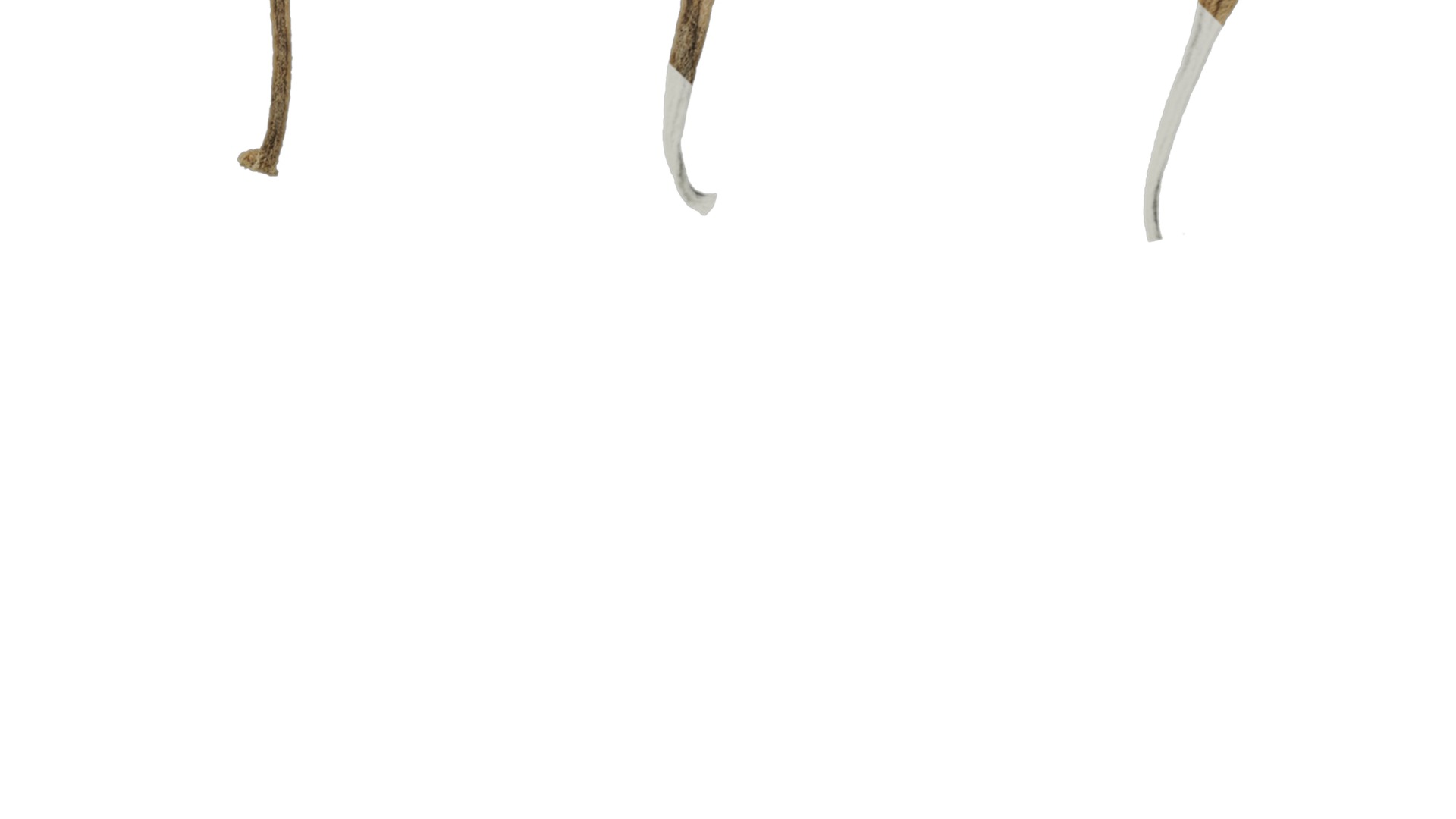 Anydrafts Crossostephium chinense Leaf 02 Texture_4