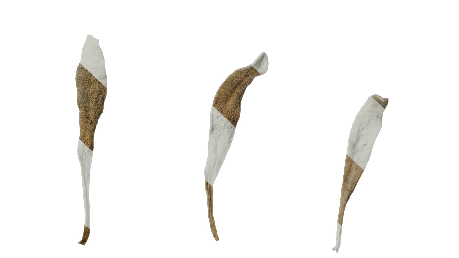 Anydrafts Crossostephium chinense Leaf 02 Texture_6