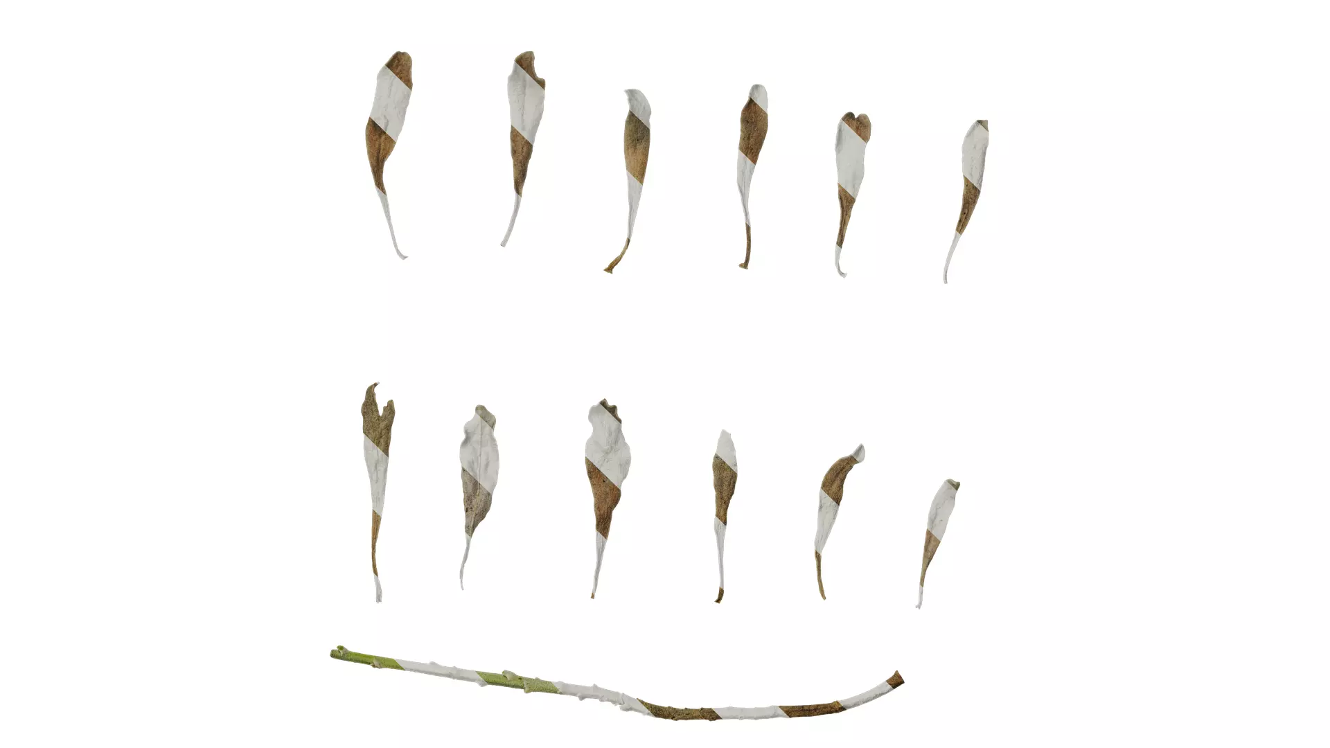 Anydrafts Crossostephium chinense Leaf 02 Texture_0