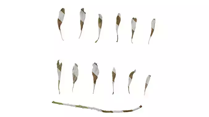 Anydrafts Crossostephium chinense Leaf 02