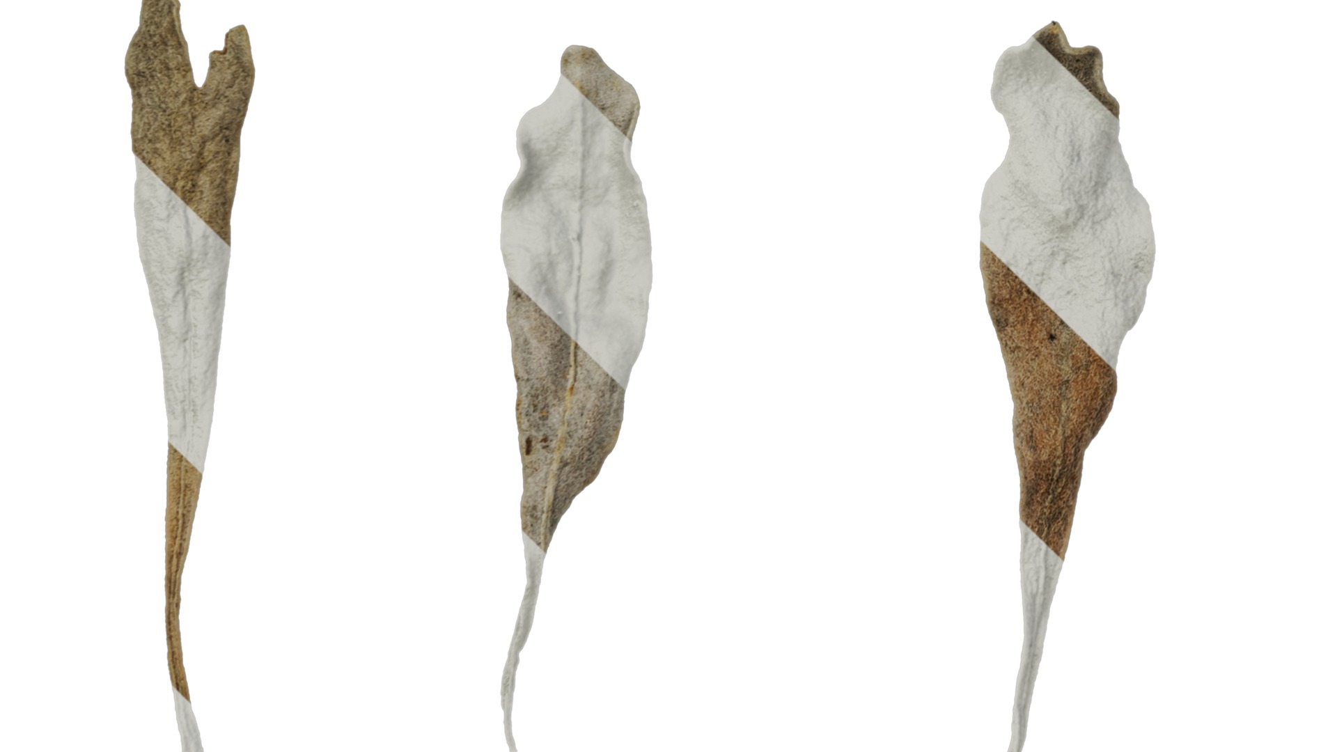 Anydrafts Crossostephium chinense Leaf 02 Texture_5