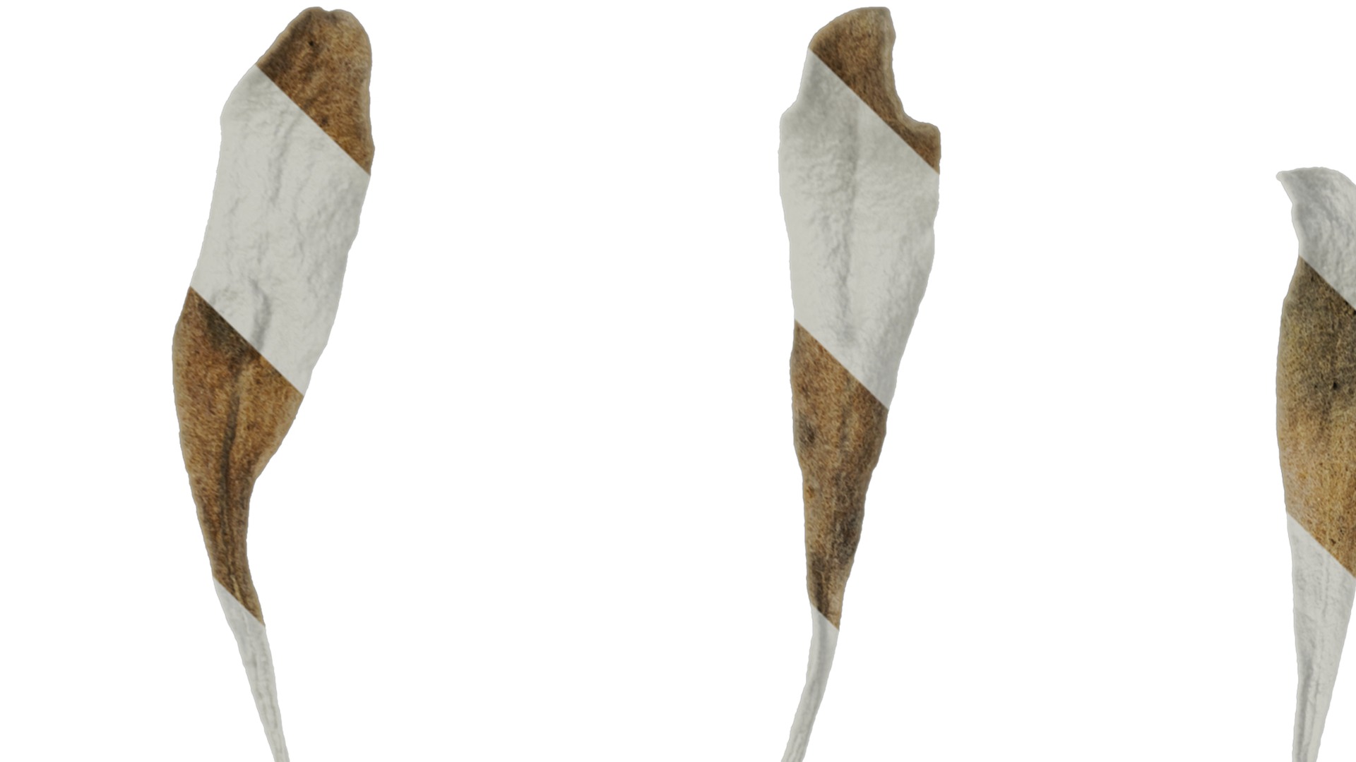 Anydrafts Crossostephium chinense Leaf 02 Texture_1