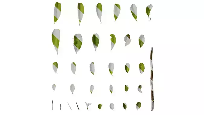 Anydrafts Pyracantha crenatoserrata Leaf 02