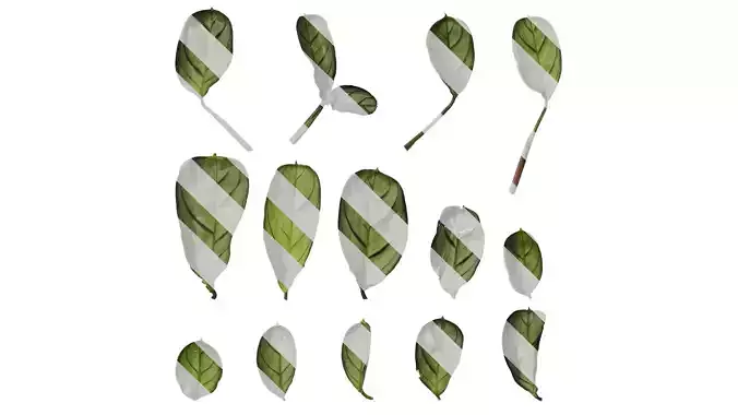 Anydrafts Ctenanthe burle marxii amagris Leaf 01 F