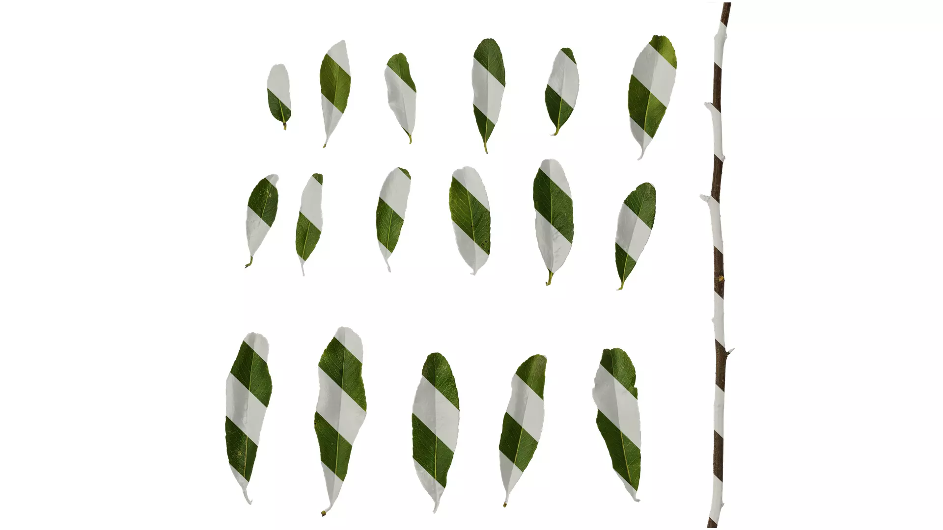 Anydrafts Pyracantha crenatoserrata Leaf 03 Texture_0