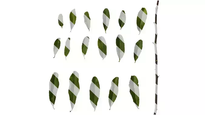 Anydrafts Pyracantha crenatoserrata Leaf 03