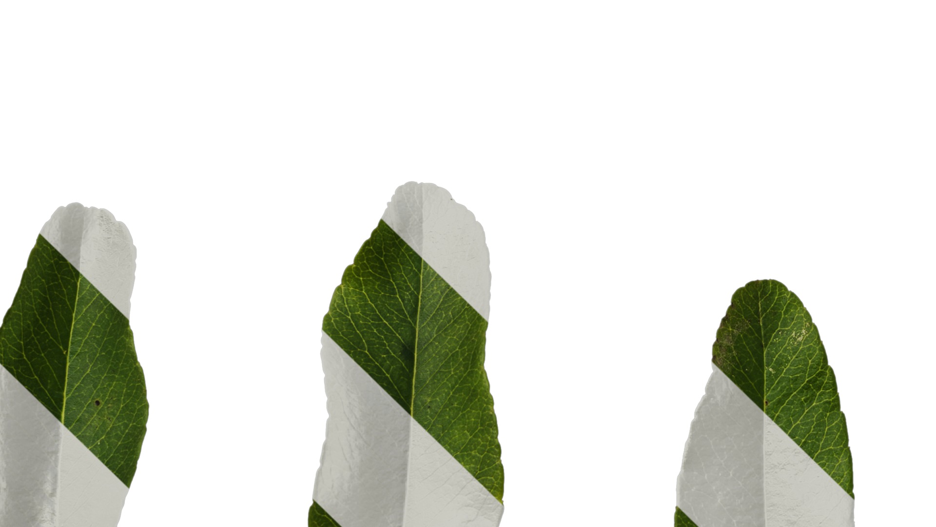 Anydrafts Pyracantha crenatoserrata Leaf 03 Texture_5