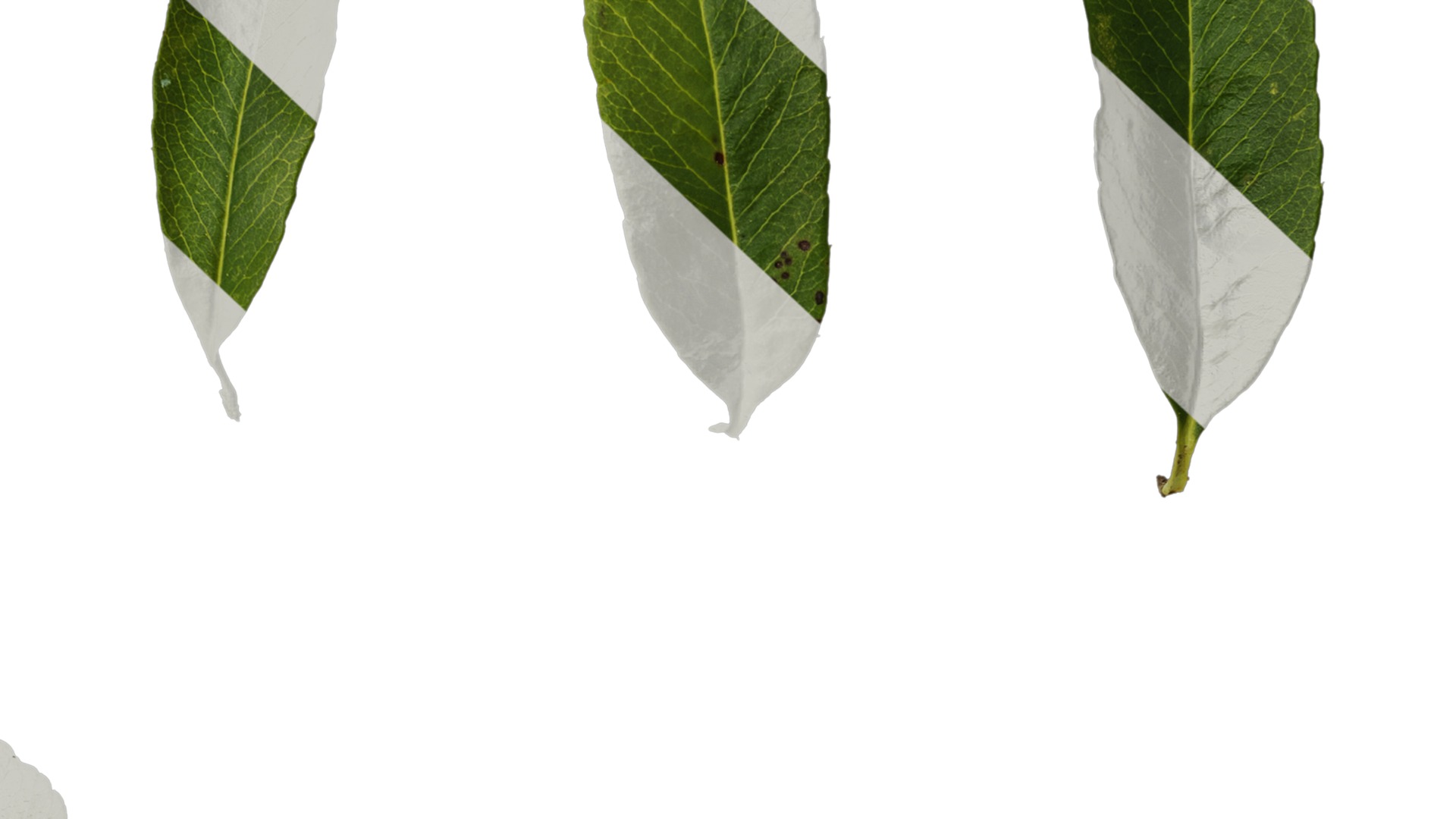 Anydrafts Pyracantha crenatoserrata Leaf 03 Texture_7