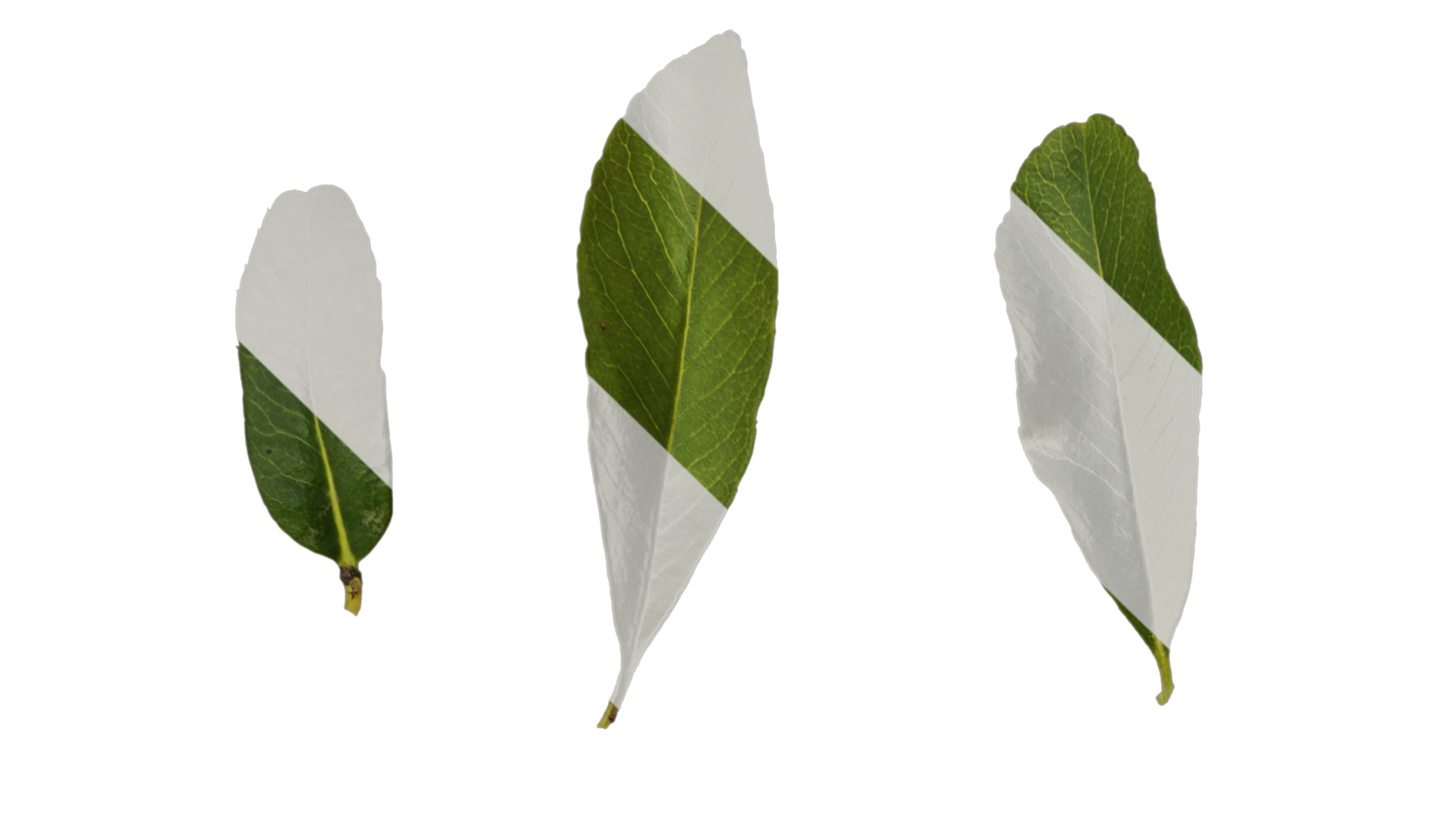 Anydrafts Pyracantha crenatoserrata Leaf 03 Texture_1