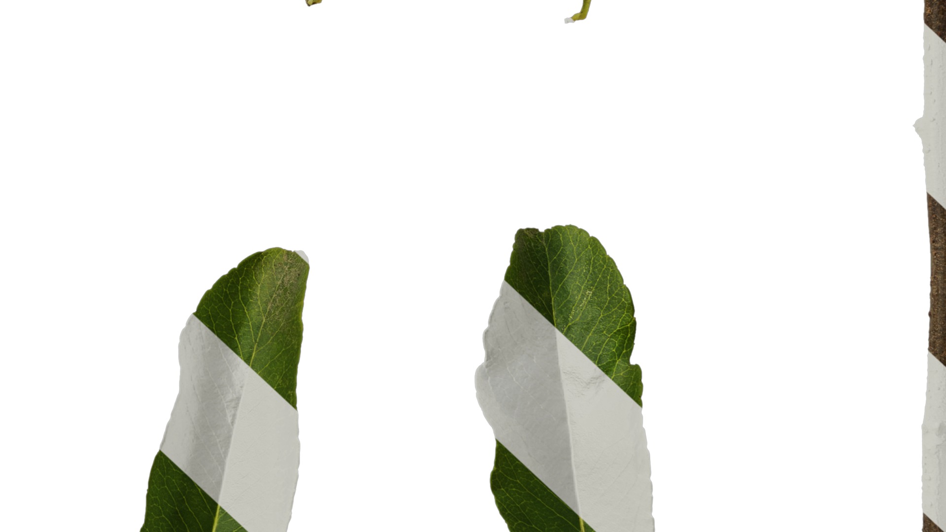 Anydrafts Pyracantha crenatoserrata Leaf 03 Texture_6