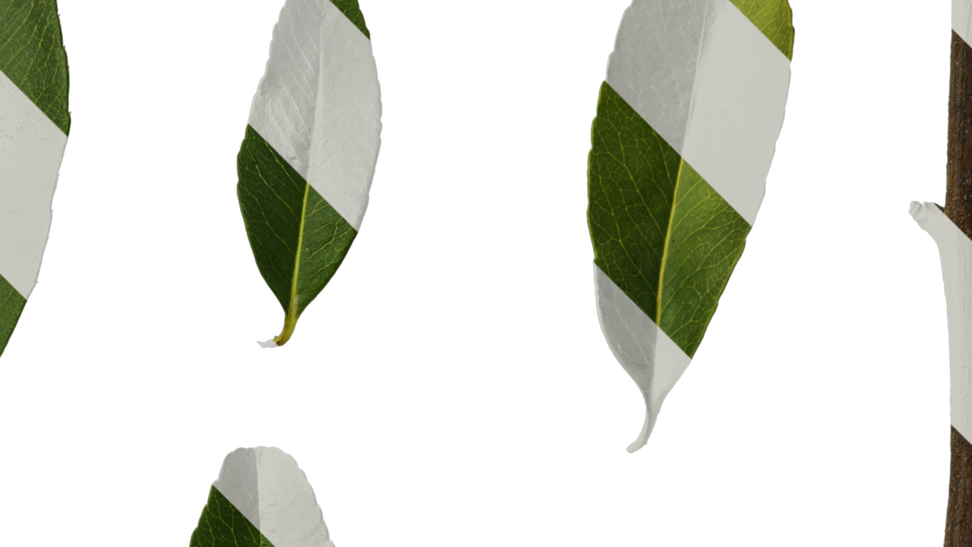 Anydrafts Pyracantha crenatoserrata Leaf 03 Texture_2