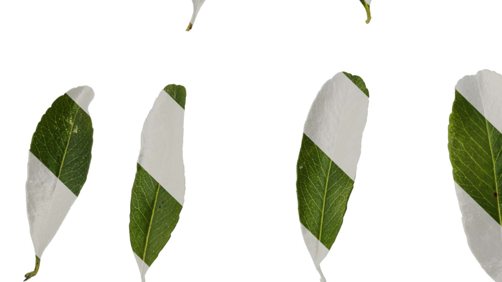 Anydrafts Pyracantha crenatoserrata Leaf 03 Texture_3