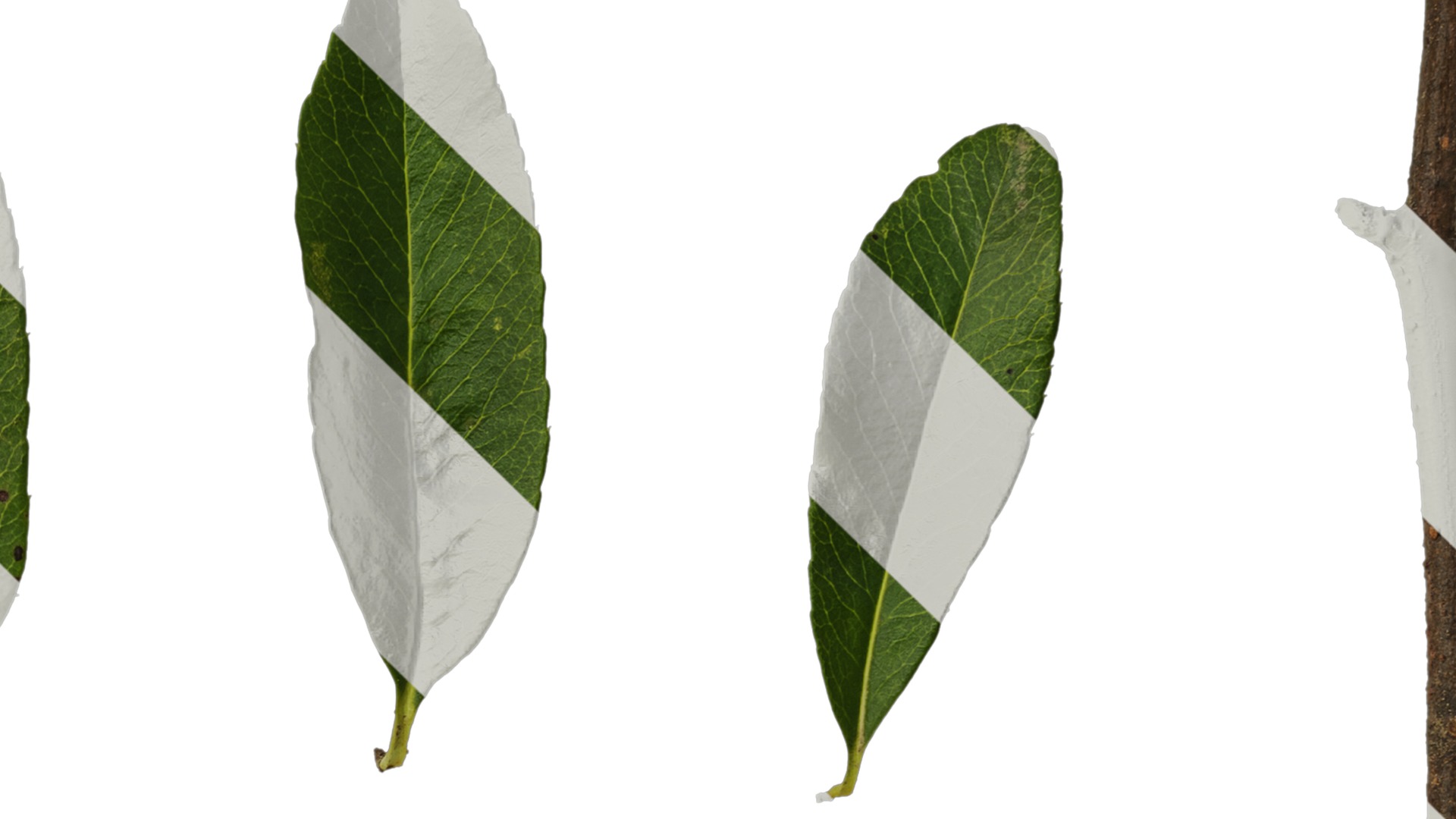 Anydrafts Pyracantha crenatoserrata Leaf 03 Texture_4