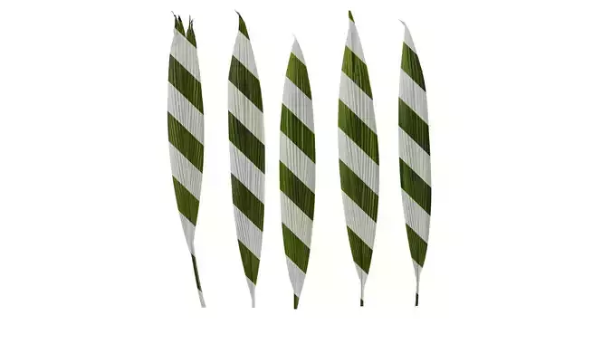 Anydrafts Curculigo capitulata Leaf 04