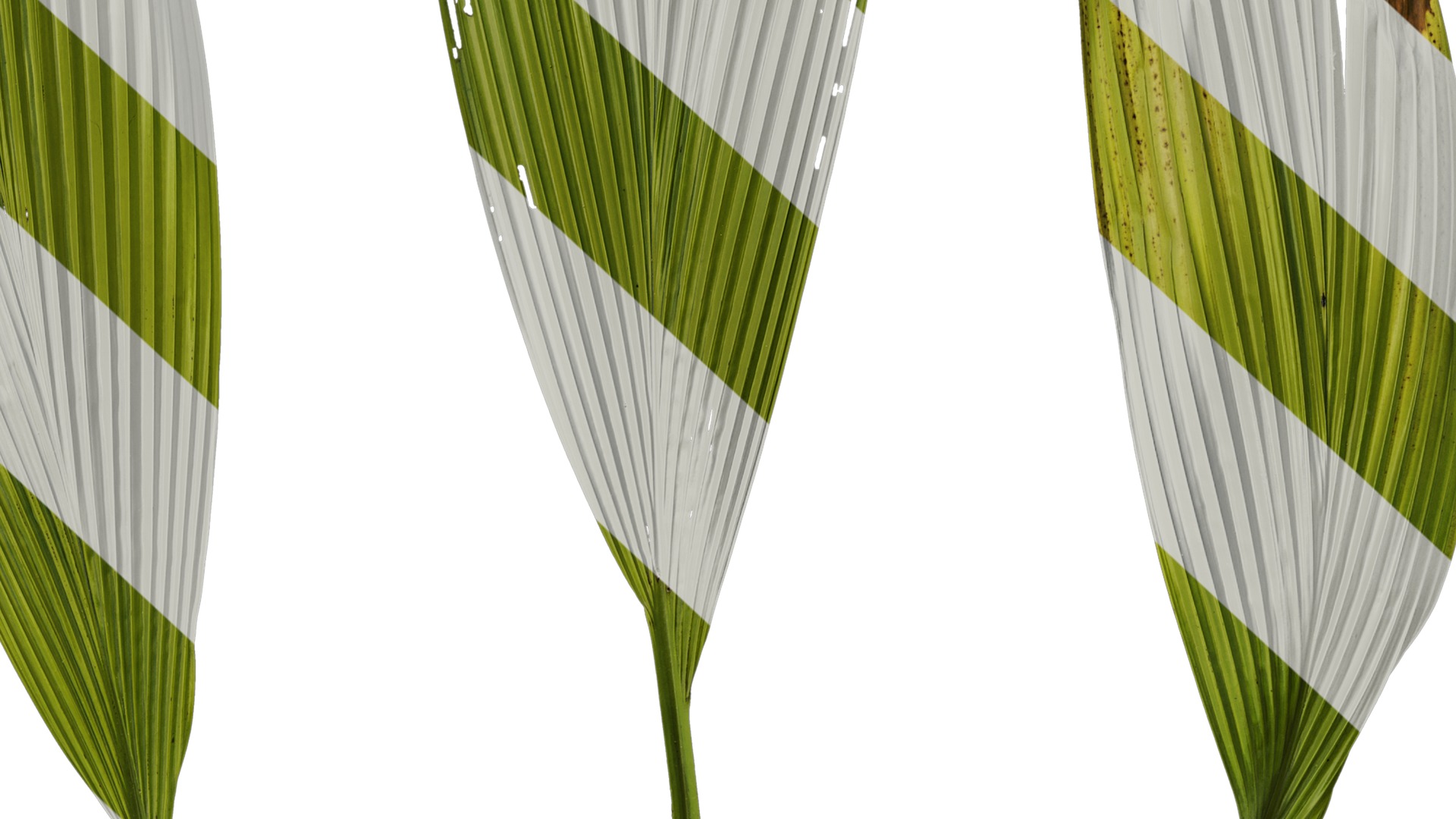 Anydrafts Curculigo capitulata Leaf 05 Texture_6