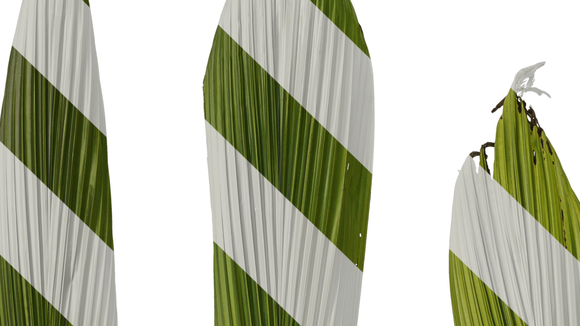 Anydrafts Curculigo capitulata Leaf 05 Texture_3