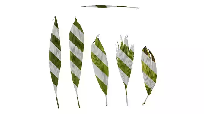 Anydrafts Curculigo capitulata Leaf 05