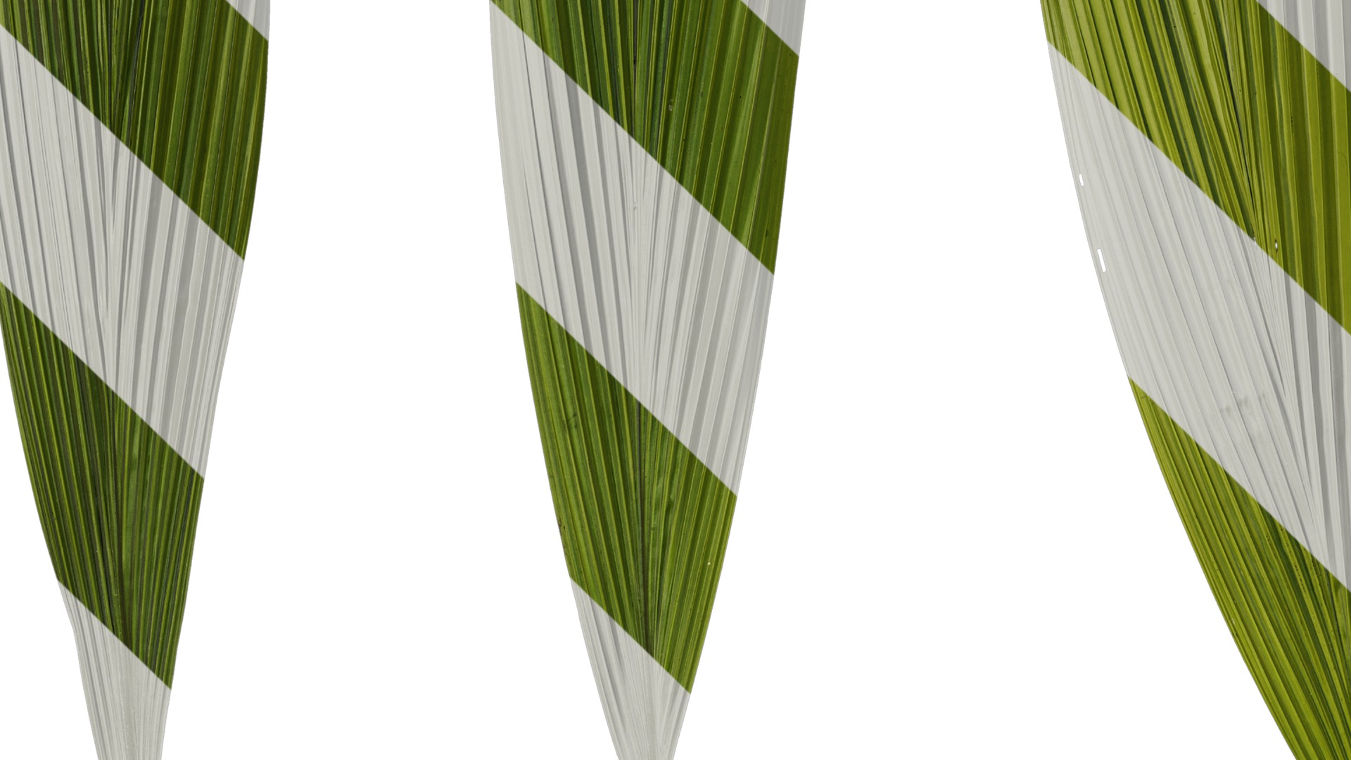 Anydrafts Curculigo capitulata Leaf 05 Texture_5