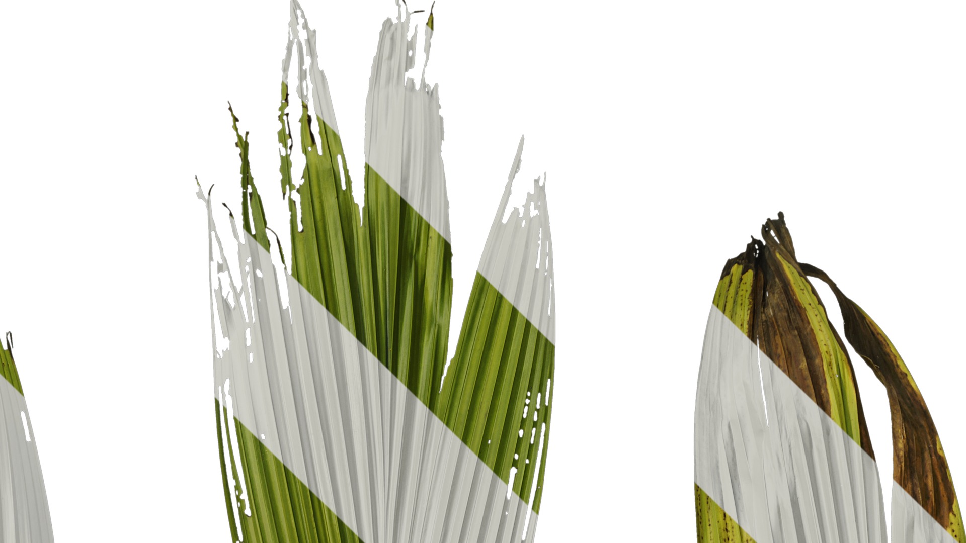 Anydrafts Curculigo capitulata Leaf 05 Texture_4