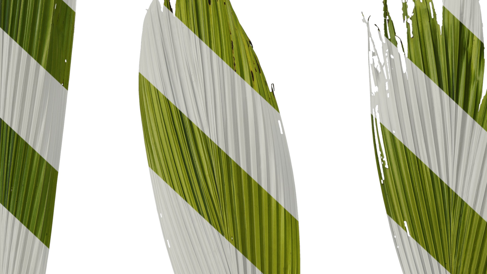 Anydrafts Curculigo capitulata Leaf 05 Texture_7