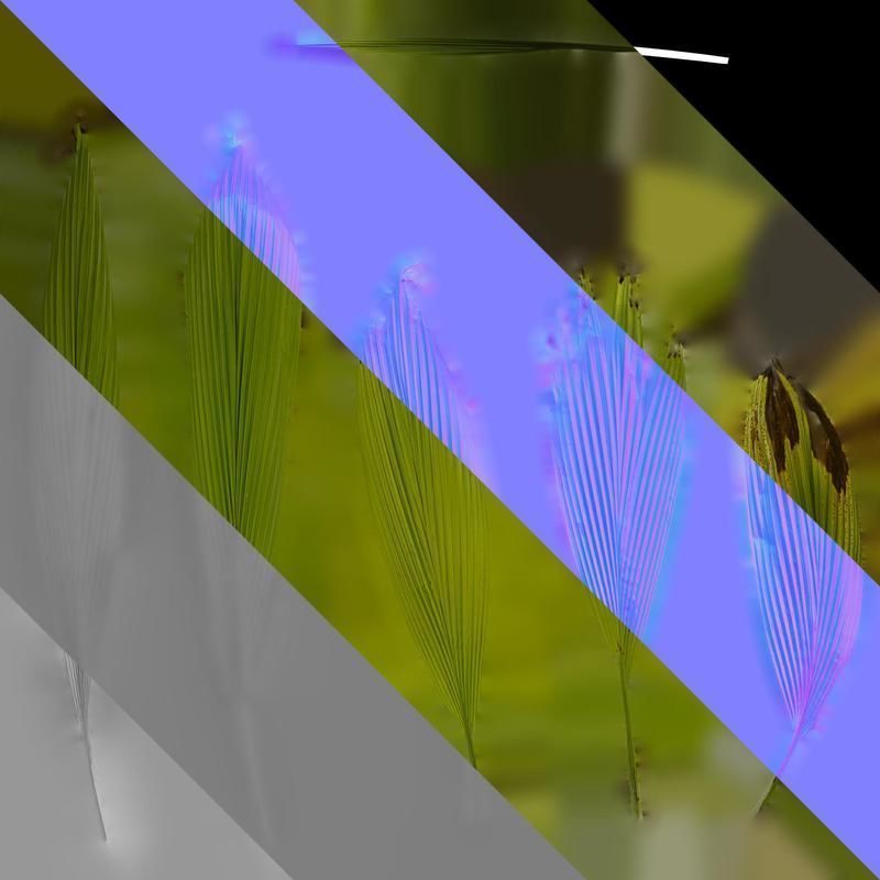 Anydrafts Curculigo capitulata Leaf 05 Texture_8