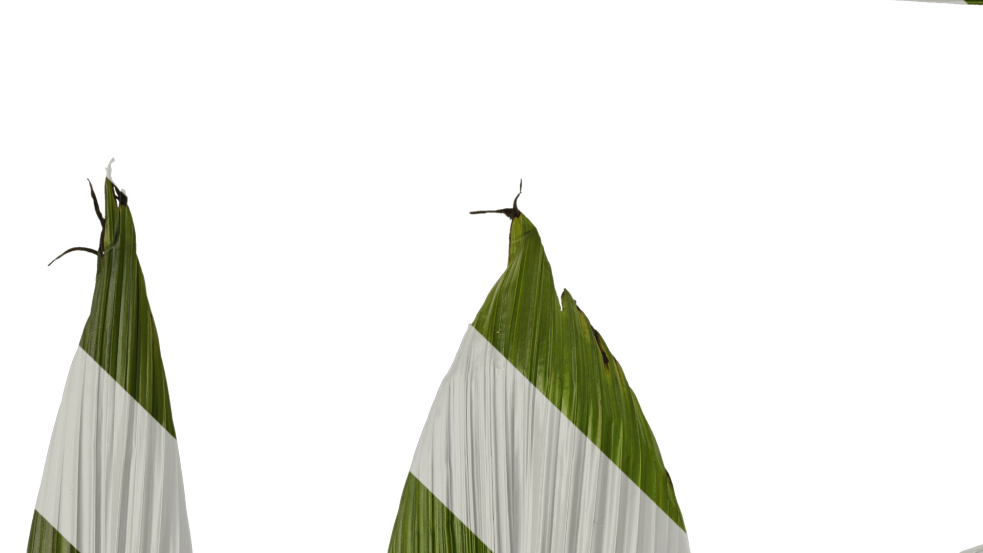 Anydrafts Curculigo capitulata Leaf 05 Texture_1